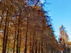 -柳鹭田园区