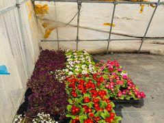 -龙大花卉苗木市场