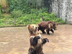 -贵州森林野生动物园
