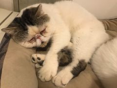 -Cappucimeow猫咪咖啡馆(韦伯时代店)