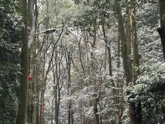 -缙云山景区