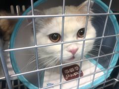 -美联众合动物医院(·中兽医·疑难杂症·严家桥分院)