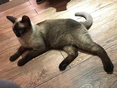 -more than meow吴止猫主题餐厅(承德 中船汇店)