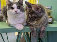 -十年猫舍·猫咪专门店(普陀店)
