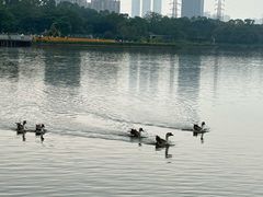 -海珠湖公园