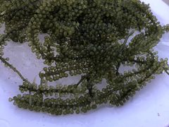 -越海渔村