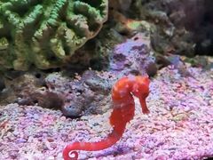 -暹罗海洋世界