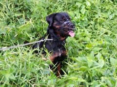 -武吉知马自然保护区