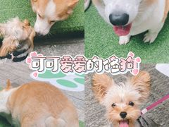 -汉堡王(徐汇绿地缤纷店)