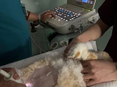 -纳吉亚猫专科动物医院博雅分院