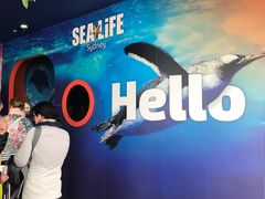 -悉尼海洋生物水族馆