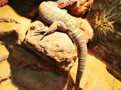 -费瑟代尔野生动物园