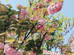 -喜茶(南京仙林金鹰店)
