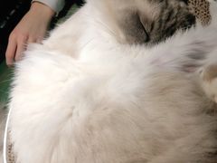 -喵喵咪呀布偶猫咖(春熙路店)