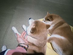 -逗柴咖啡屋·狗咖猫咖宠物桌游