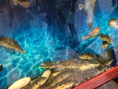 -肆月河豚·新淮扬(金融街店)