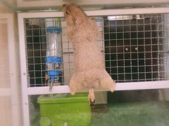 -藦茜花园宠物主题亲子互动体验馆(国顺东路店)