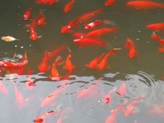 -合盛记(苏州南天大厦店)