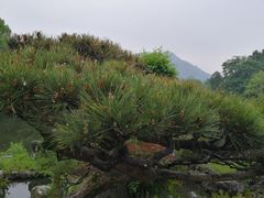 -西湖外事游船(花港观鱼码头)