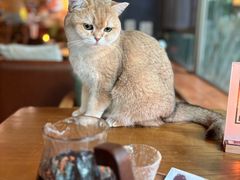 -咖法森林·咖啡  酒吧(天河店)