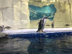 -华夏文旅海洋公园