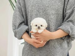 -萌宠之家·腊肠犬·马尔泰·小体犬舍