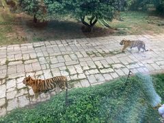 -深圳野生动物园