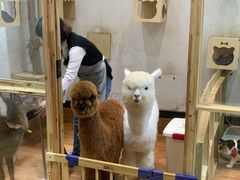 -猫色咖啡·猫咖