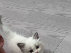 -爱佳宠物中心医院24H·CT·骨外科·猫专科(瑶海万达店)