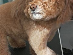 -喵汪萌宠屋旗舰店.洗澡美容.猫狗基地