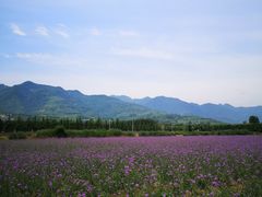 -曲江薰衣草庄园