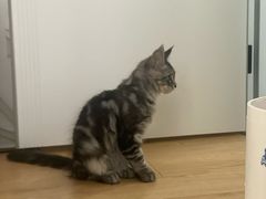 -纳吉亚猫专科动物医院博雅分院