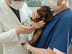 -艾贝尔宠物医院 ·内科全科(梁溪路店)