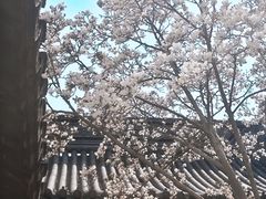 -秋霞圃