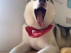 -Husky Go! 哈士奇体验馆·宠物咖啡厅狗咖