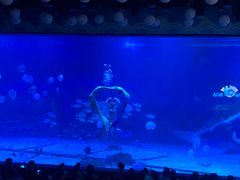 -烟台海昌鲸鲨海洋公园