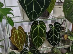 -Rabbit Cafe私房西餐甜点咖啡(栖霞路店)