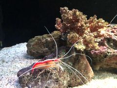 -暹罗海洋世界