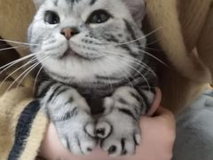 -猫大福·Fortune Cat猫舍(百子湾店)