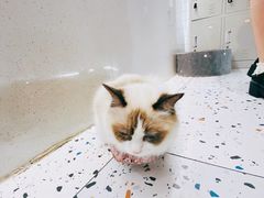 -喵喵咪呀布偶猫咖(春熙路店)