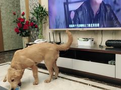 -帕帕拉兹宠物(亚洲旗舰店)