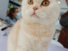 -喵的天空名猫咖啡馆·撸猫·猫舍·用品