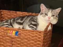 -Bastet sally猫舍购宠(静安店)