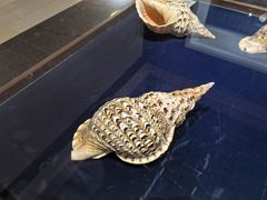 -青岛贝壳博物馆