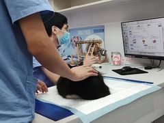 -博特宠物医院24h犬猫全科.骨科·异宠