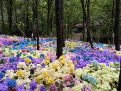 -洛阳白云山景区