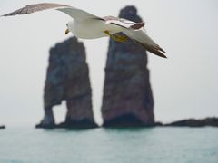 -长岛万鸟岛