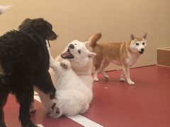 -和它·交个朋友·狗咖猫咖(爱琴海店)
