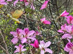 -梧桐山风景名胜区