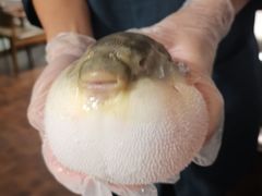 -肆月河豚·新淮扬(金融街店)